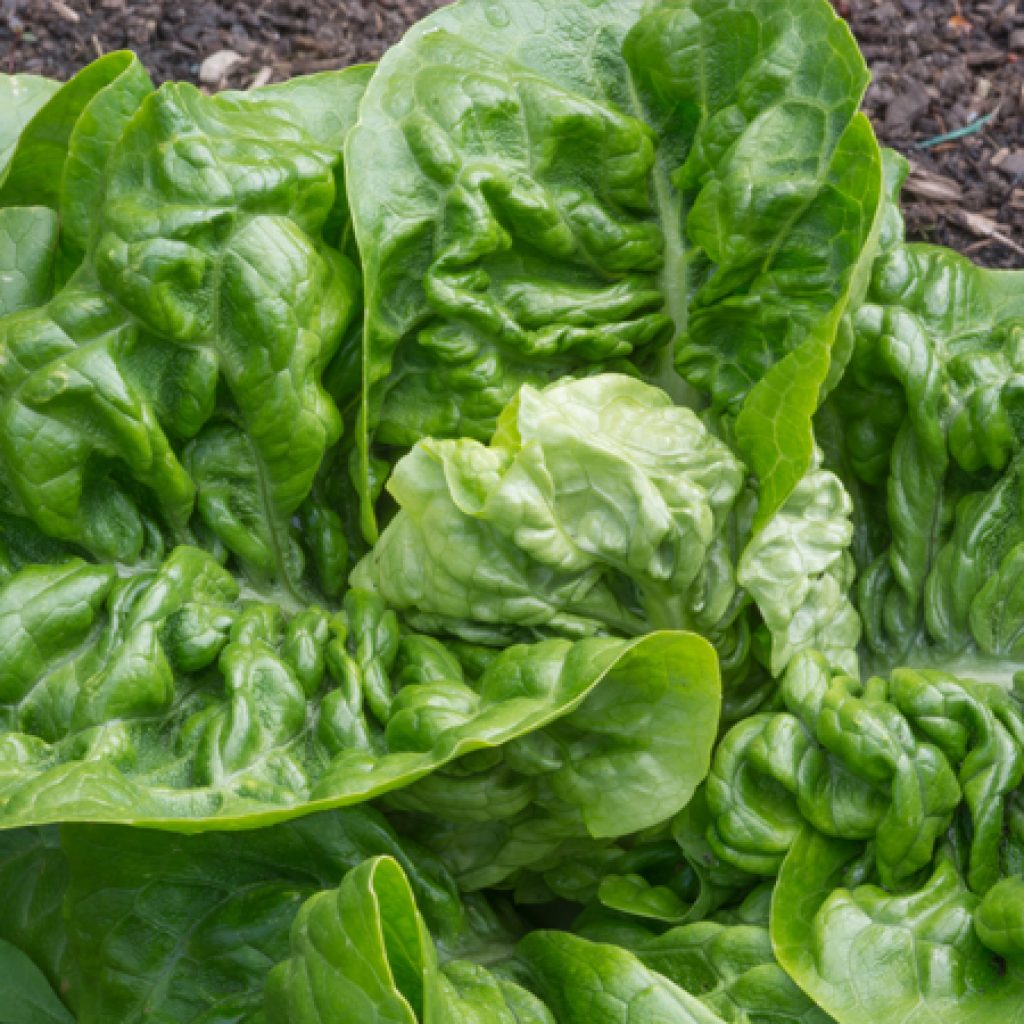 seasonal-gem-lettuce