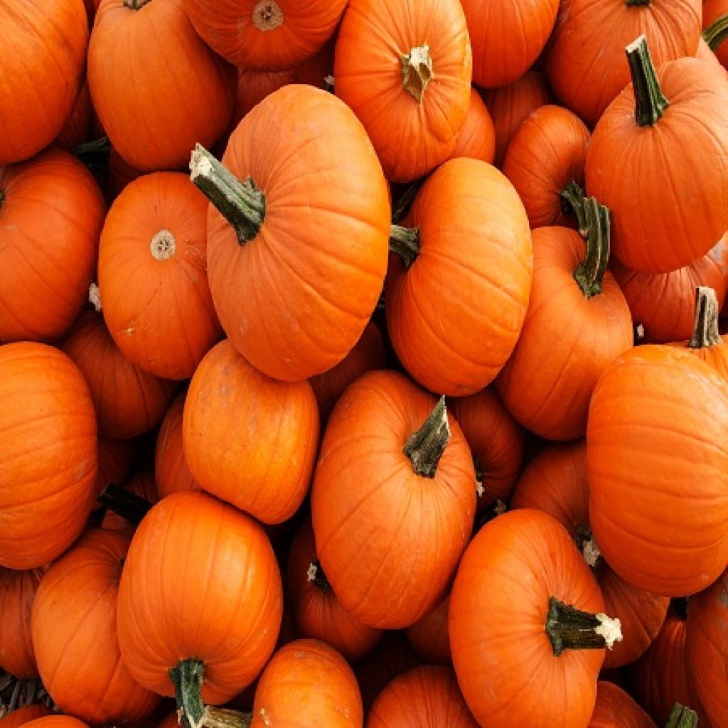 Shutterstock Pumpkin Pile 1