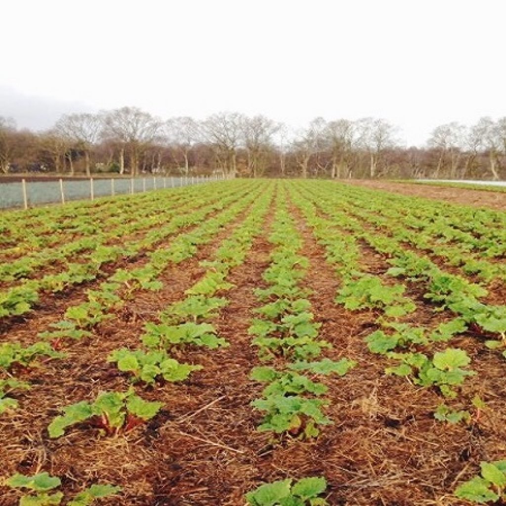 Website rhubarb field