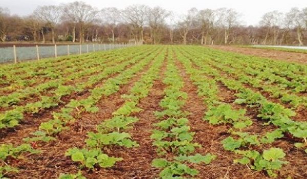 Website rhubarb field