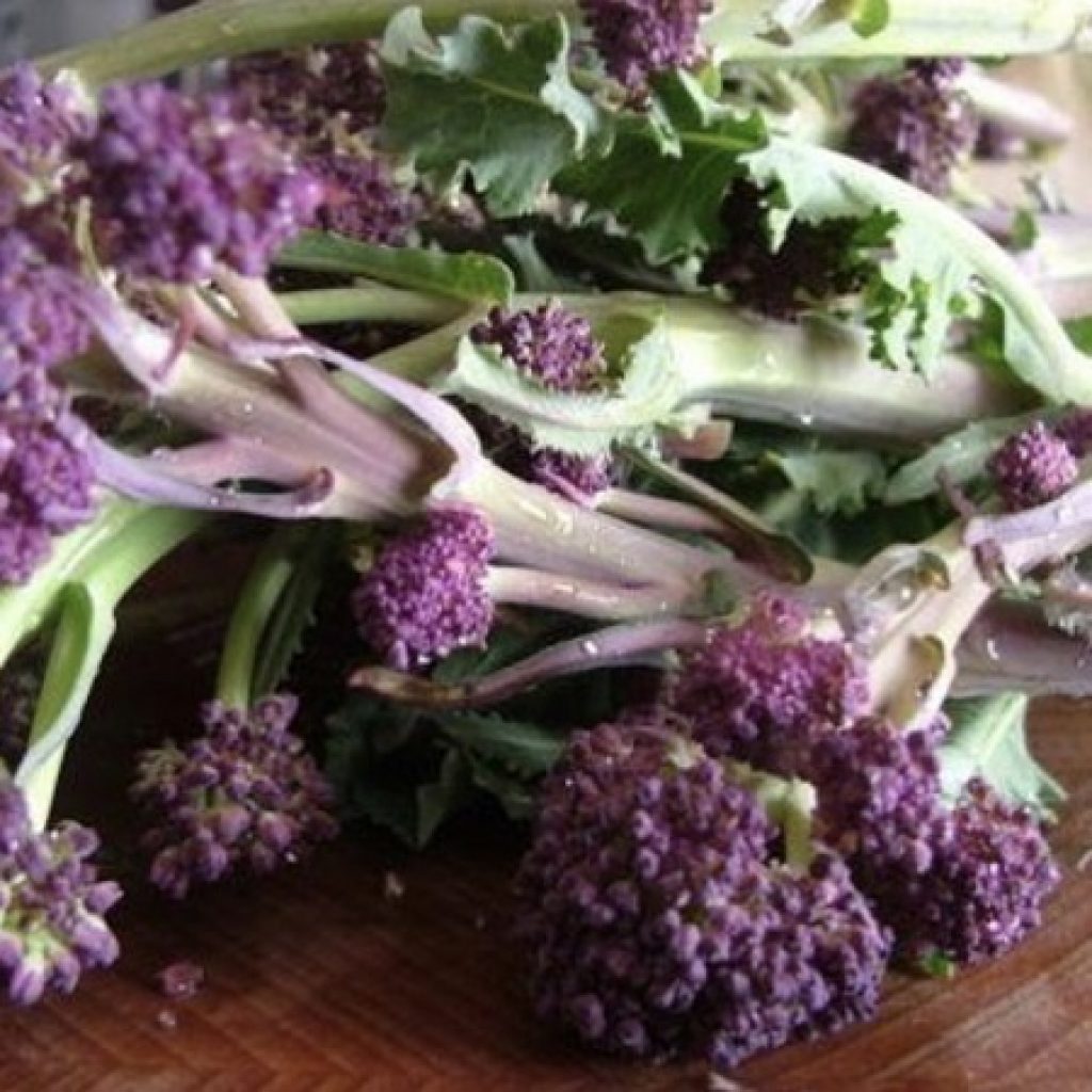 Purple Sprouting Broccoli