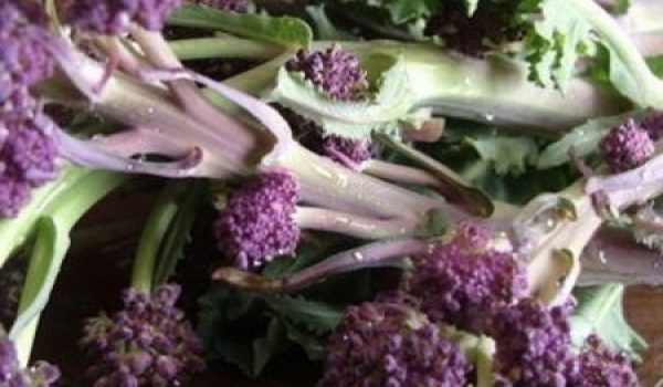 Purple Sprouting Broccoli