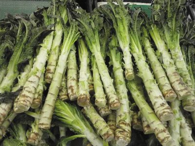 Celtuce 1