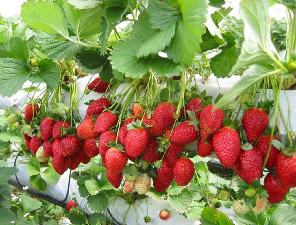 Strawberries