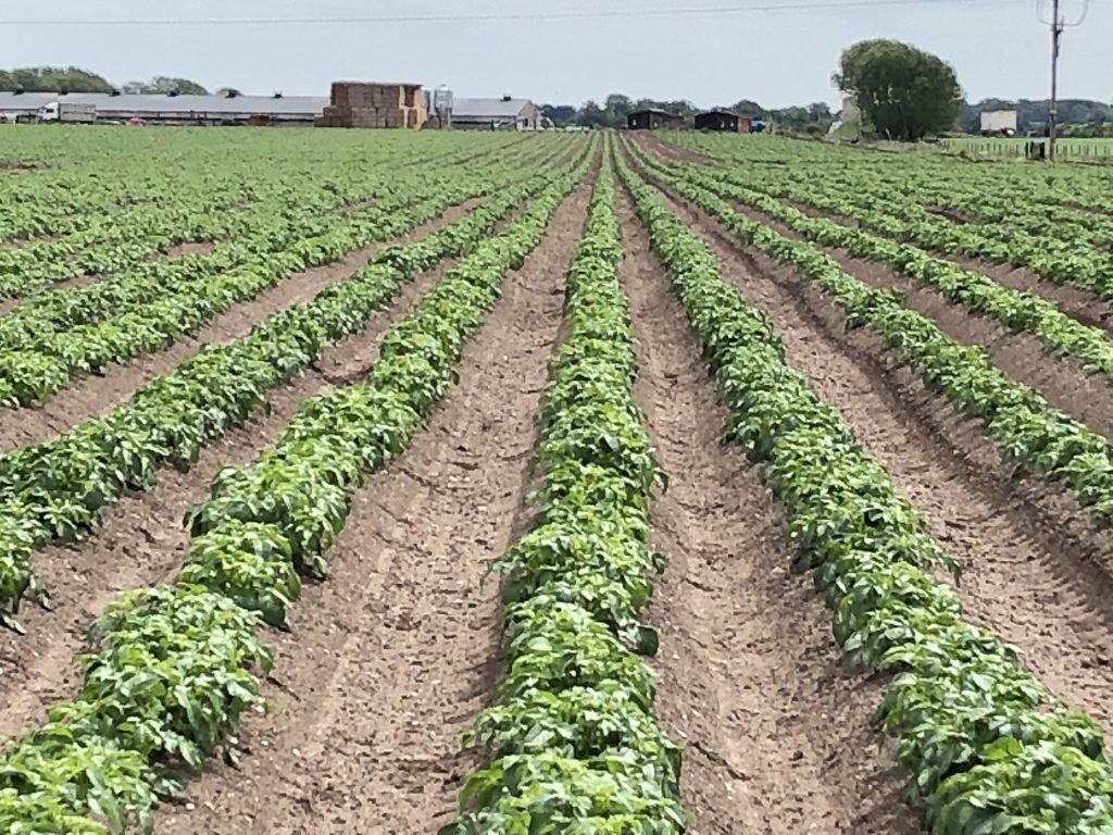 Potatoe Field