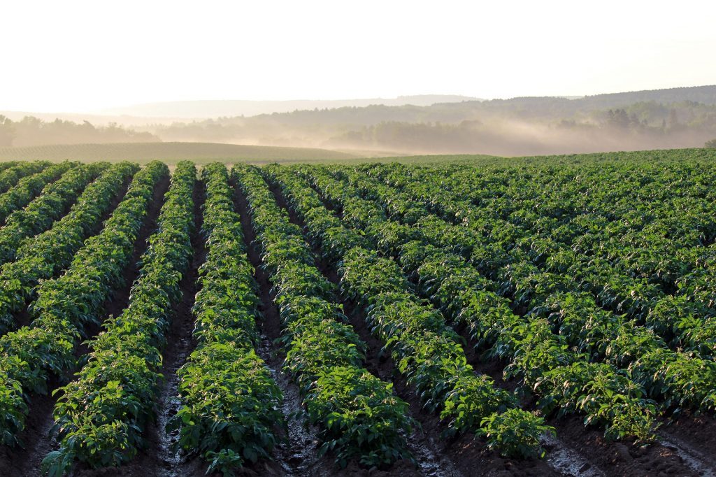 Glorious weather.....for spuds!