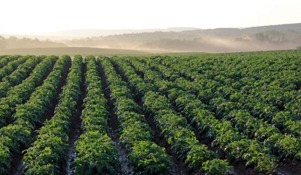 Glorious weather.....for spuds!