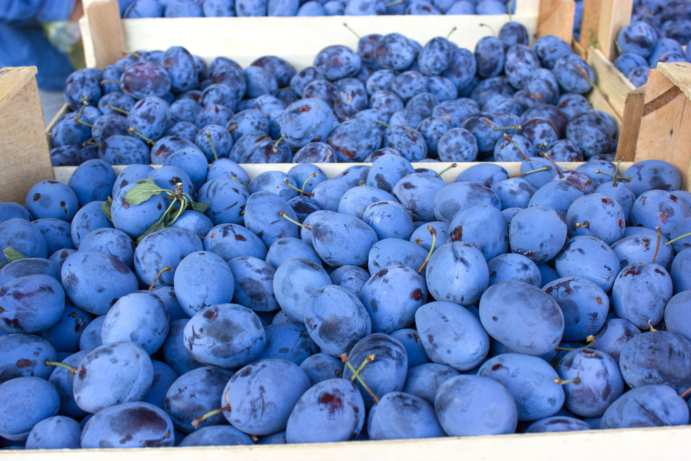 Damsons, a very British fruit! | Freshview Foods Ltd