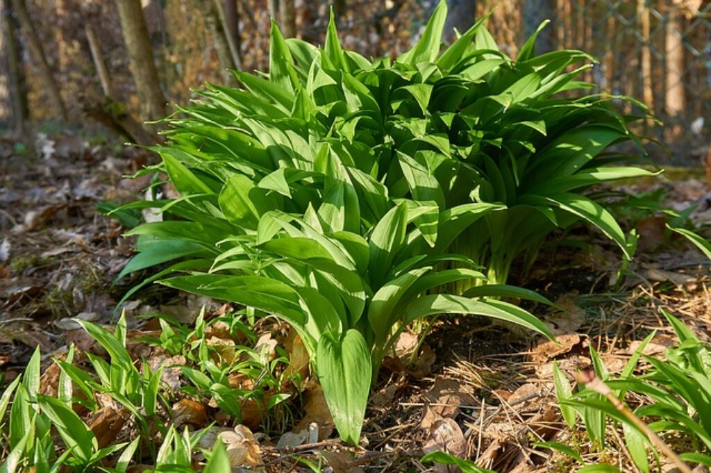 Foraged Wild Galic