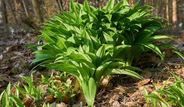 Foraged Wild Galic